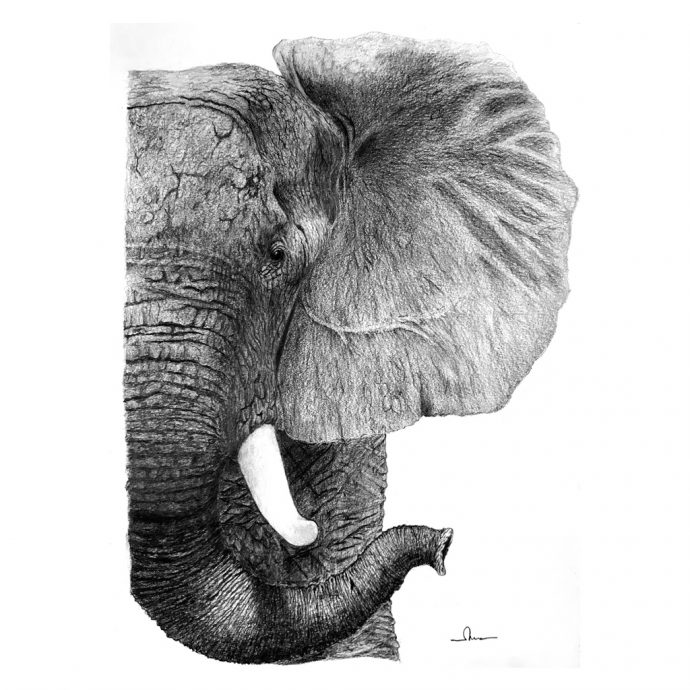Elephant Digital Copy - ticoi.art